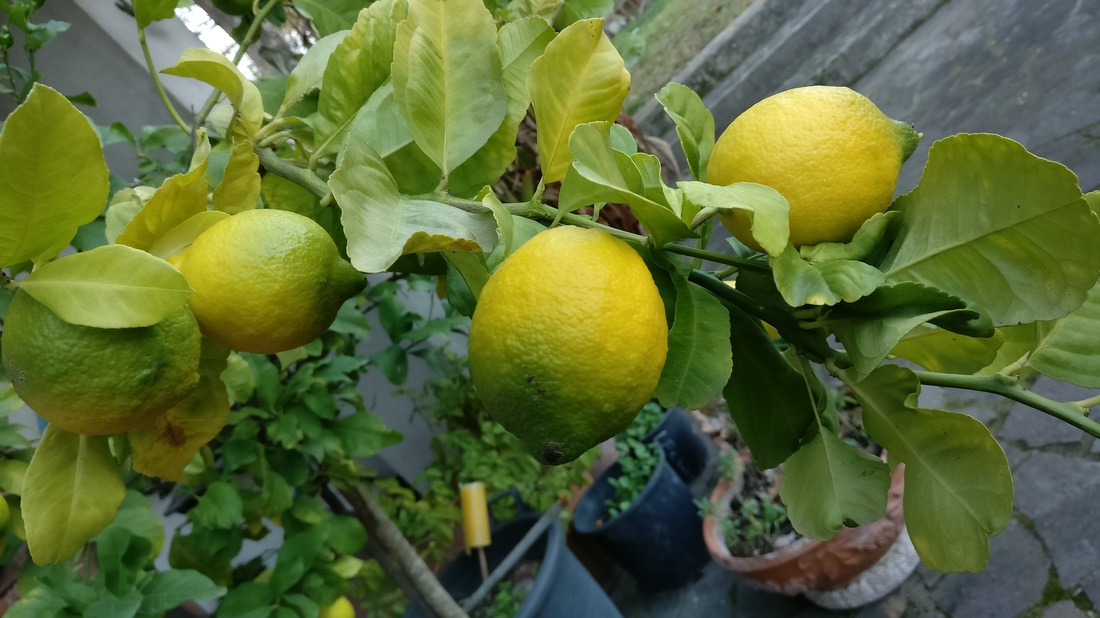 limoni in vaso foto